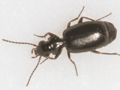 Syntomus truncatellus